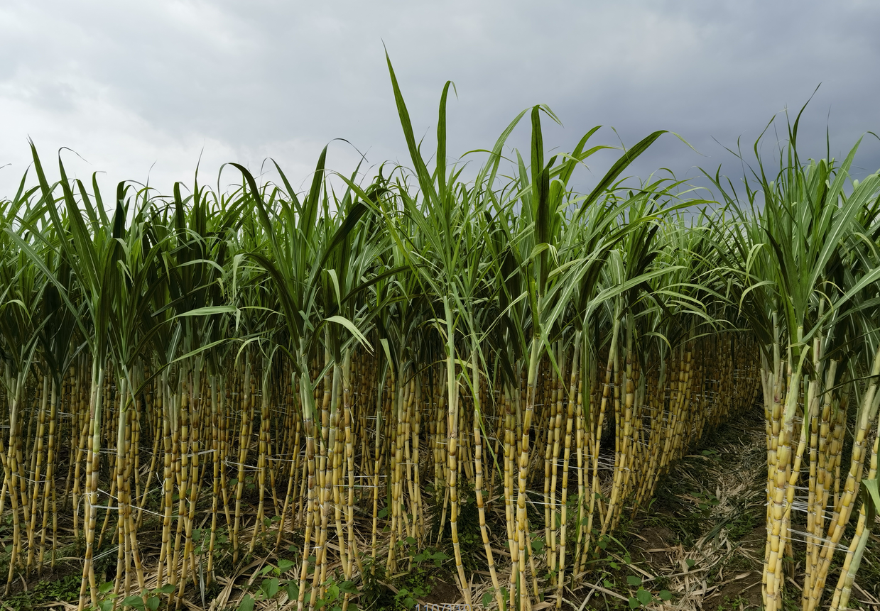 Array甘蔗地里的“疯跑”：一场集体狂欢与当代打工人的休息悖论