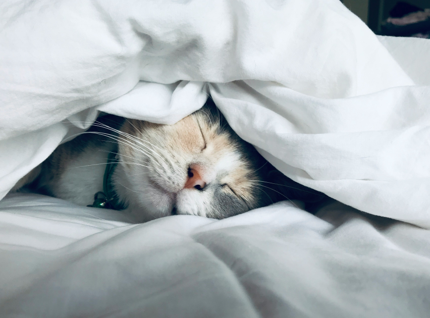 Array扒完毛孩子的睡眠密码，被这份温柔嗑到了